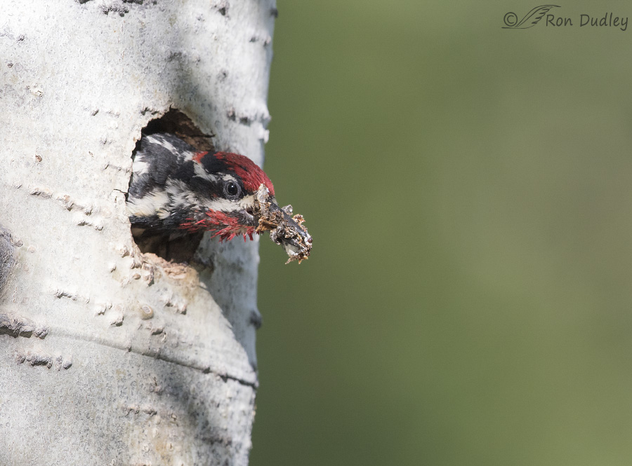 red-naped sapsucker 6836 ron dudley