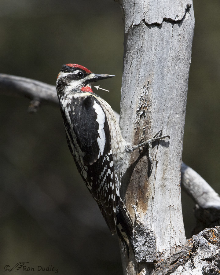 red-naped sapsucker 7313 ron dudley