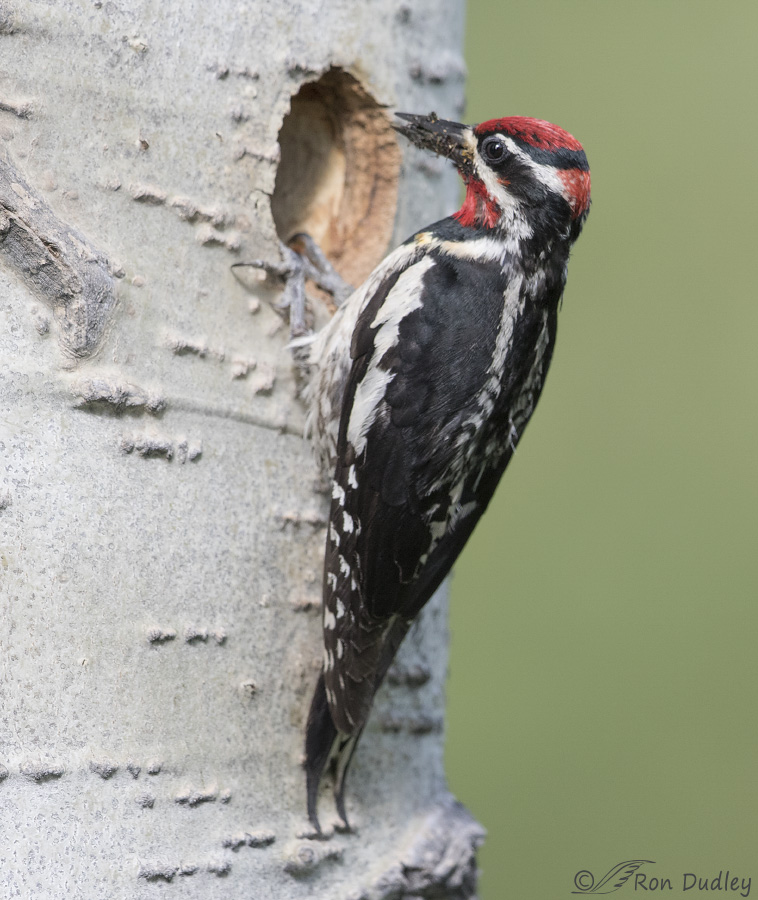 red-naped sapsucker ron dudley