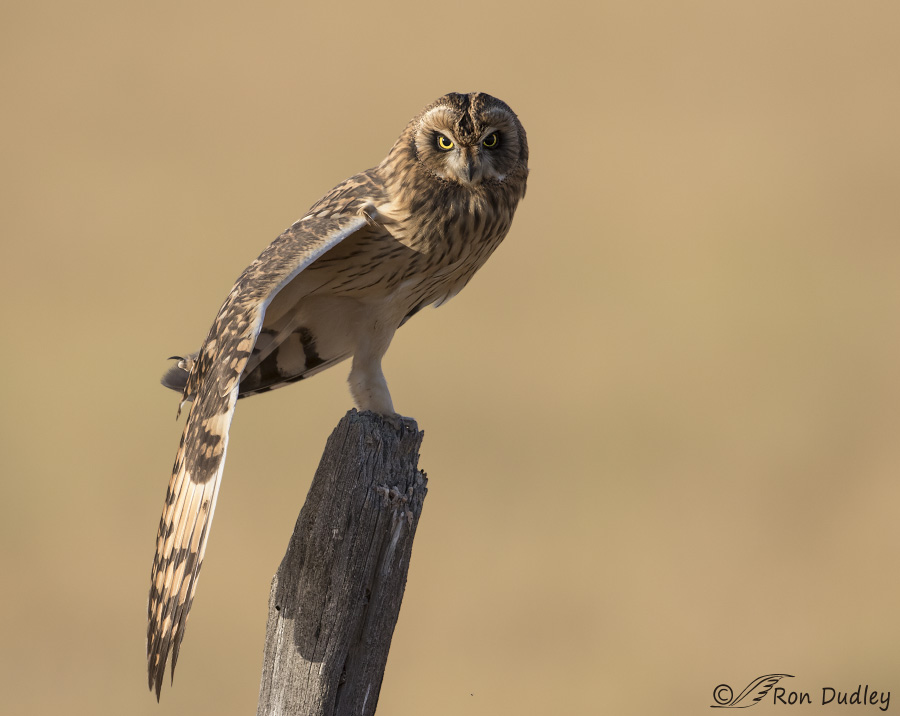 short-eared owl 5622 ron dudley