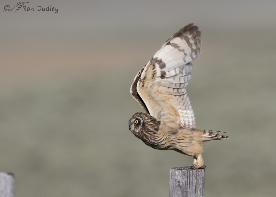 short-eared owl 8183 ron dudley
