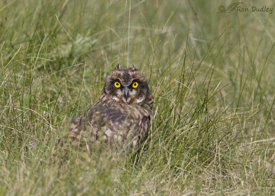 short-eared owl 8350 ron dudley