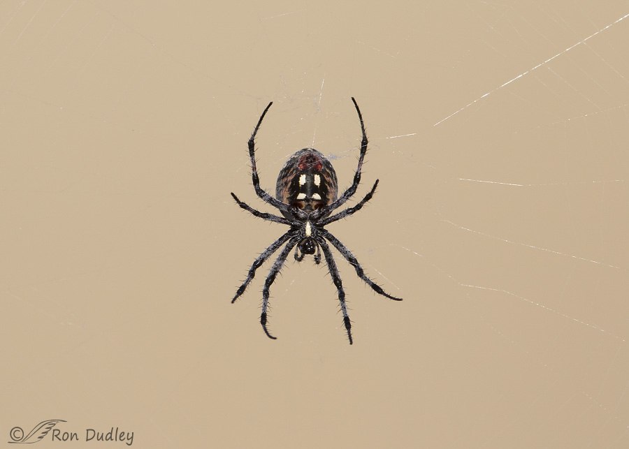 spider 8376 ron dudley