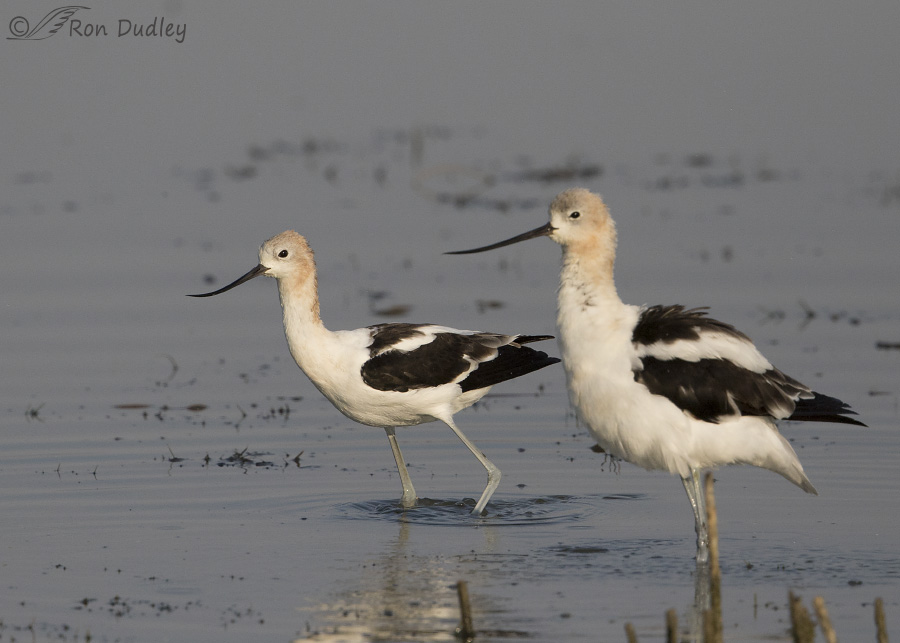 american avocet 9717 ron dudley