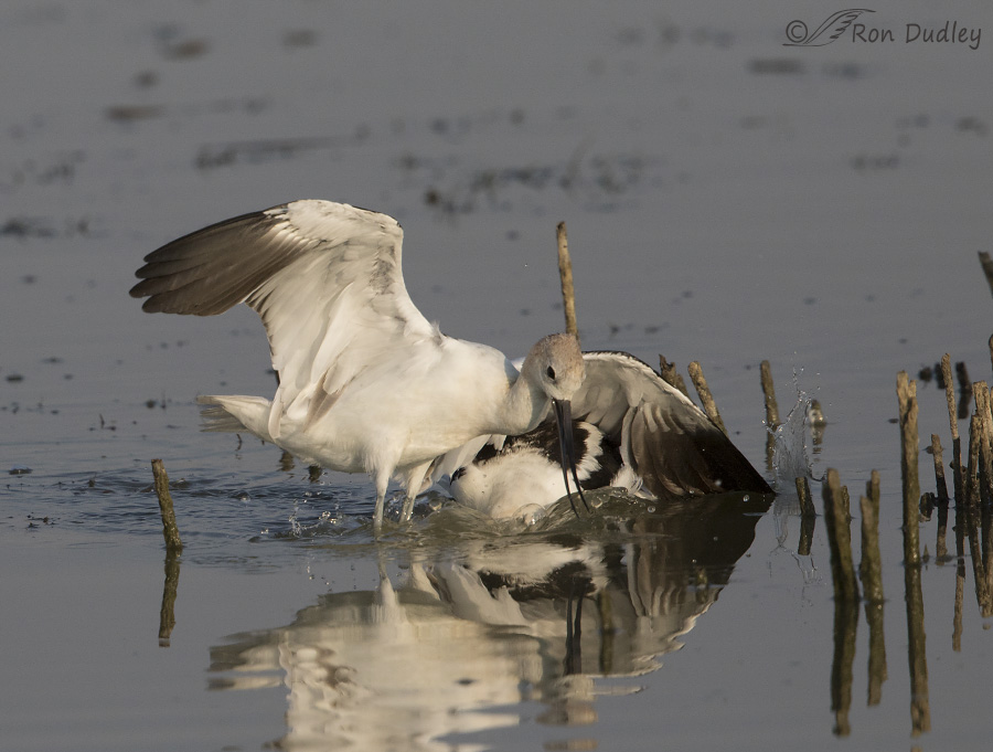 american avocet 9719 ron dudley