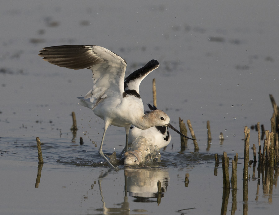 american avocet 9721 ron dudley