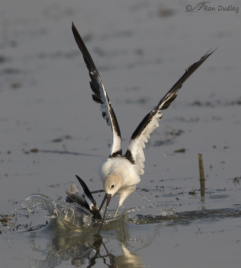 american avocet 9740 ron dudley