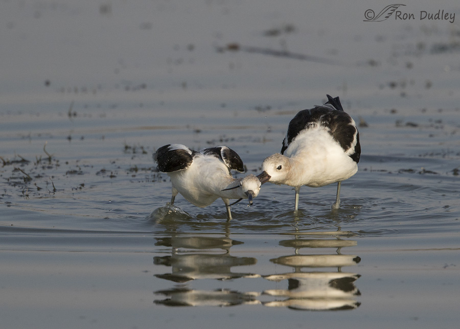 american avocet 9759 ron dudley