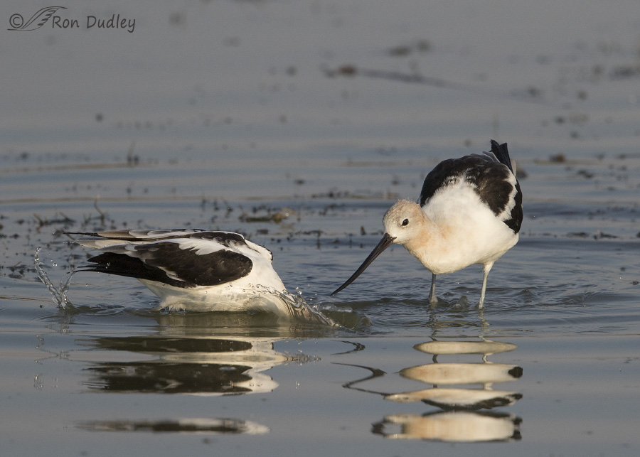 american avocet 9762 ron dudley