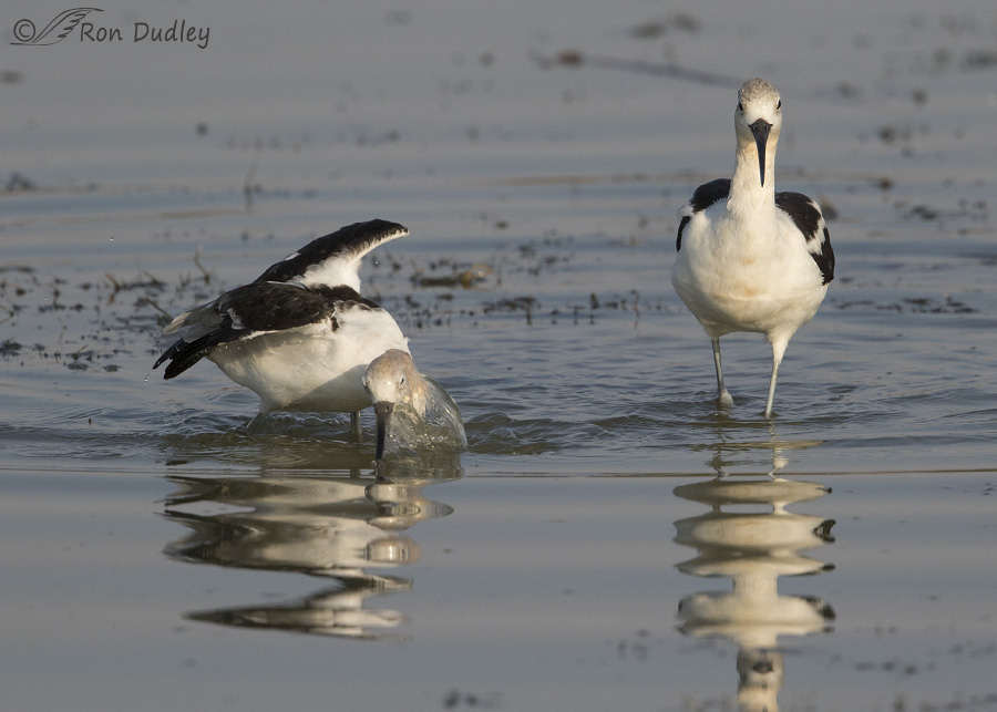 american avocet 9763 ron dudley