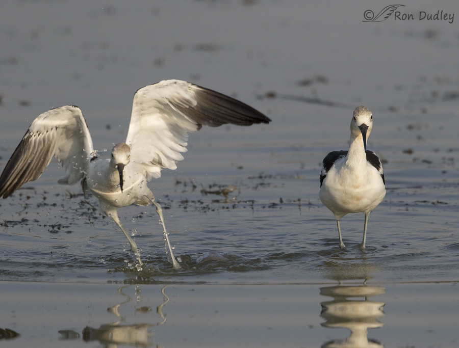 american avocet 9764 ron dudley