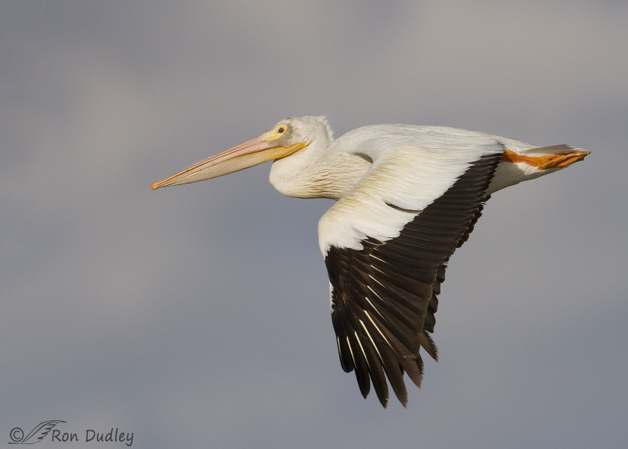 american white pelican 9133 ron dudley