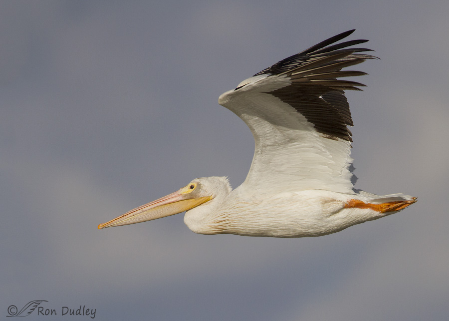 american white pelican 9134 ron dudley