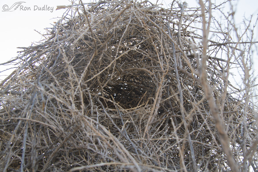 black-billed magpie nest 8047 ron dudley