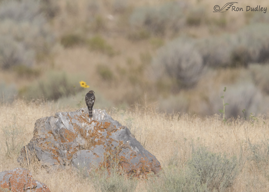 cooper's hawk 0843 ron dudley