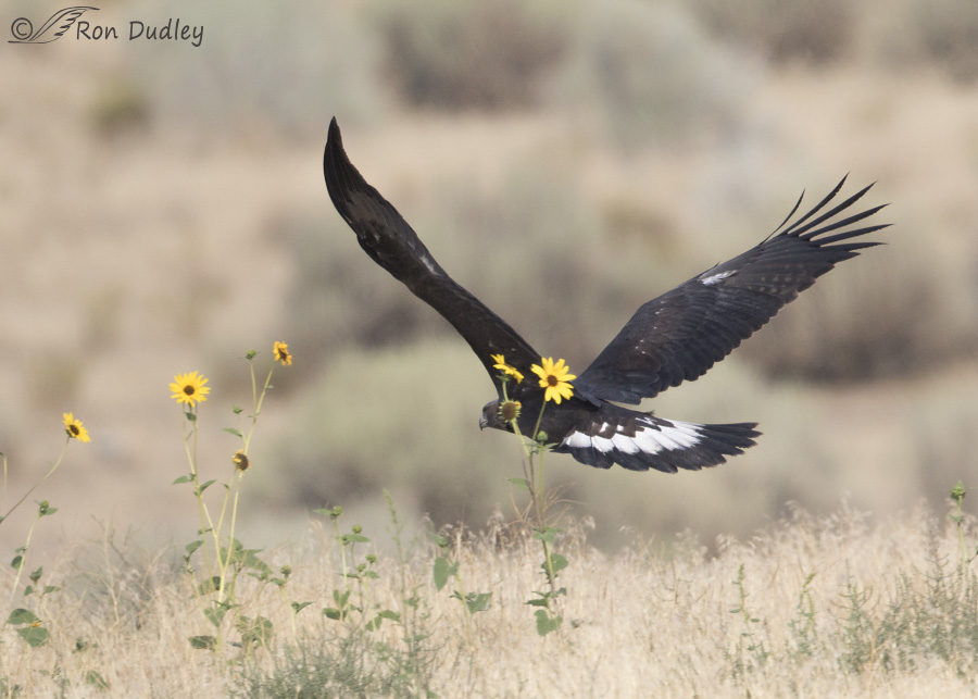 golden eagle 0791 ron dudley