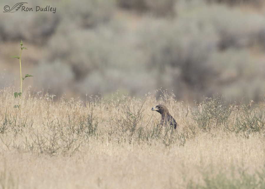 golden eagle 0793 ron dudley