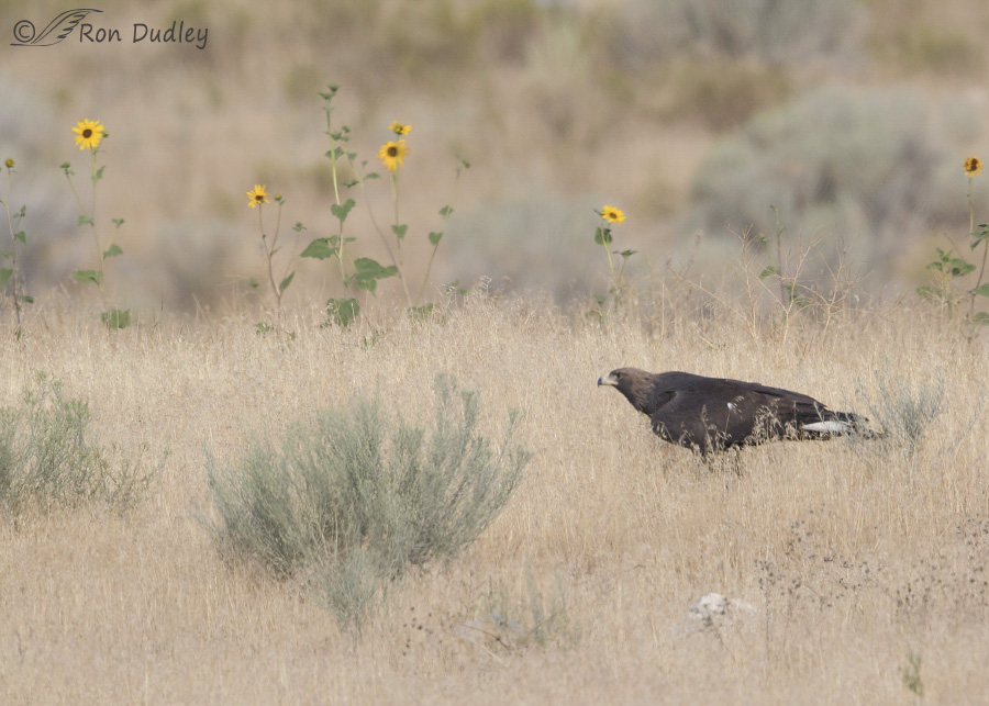 golden eagle 0848 ron dudley