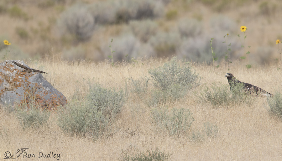 golden eagle 0850 ron dudley
