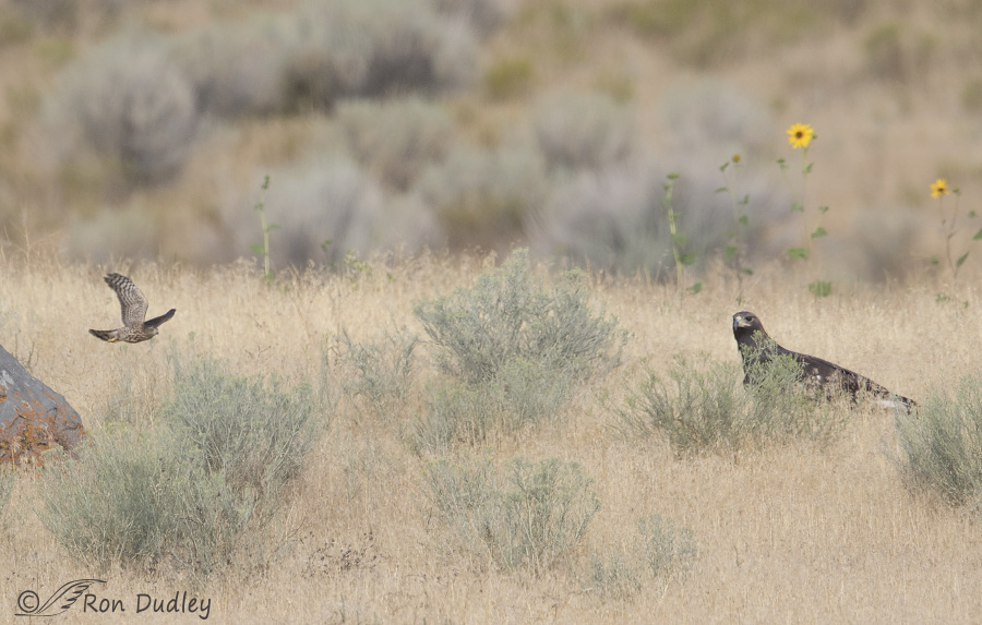 golden eagle 0851 ron dudley
