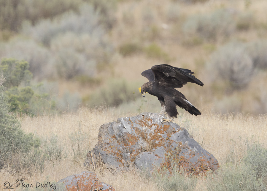golden eagle 0861 ron dudley
