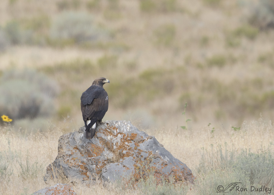golden eagle 0890 ron dudley