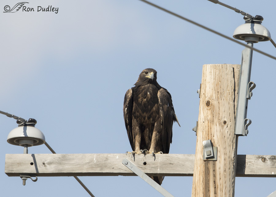 golden eagle 1918 ron dudley