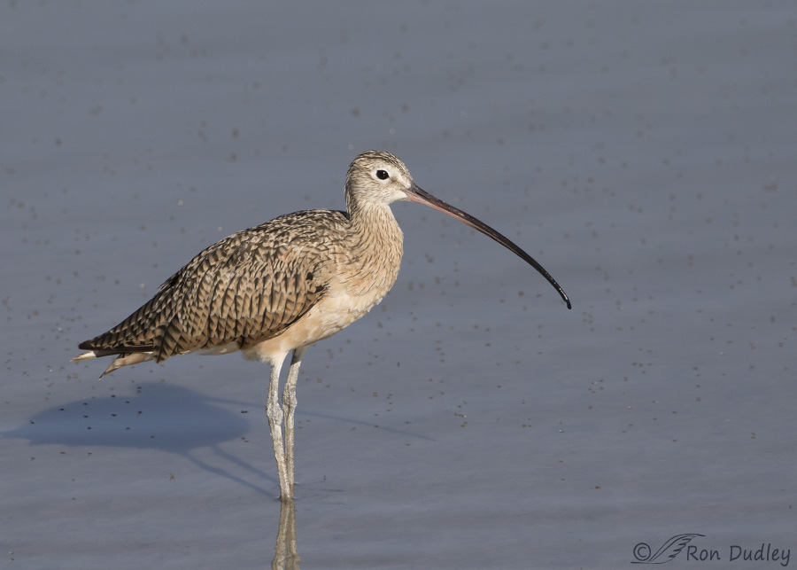 long-billed curew 1807 ron dudley