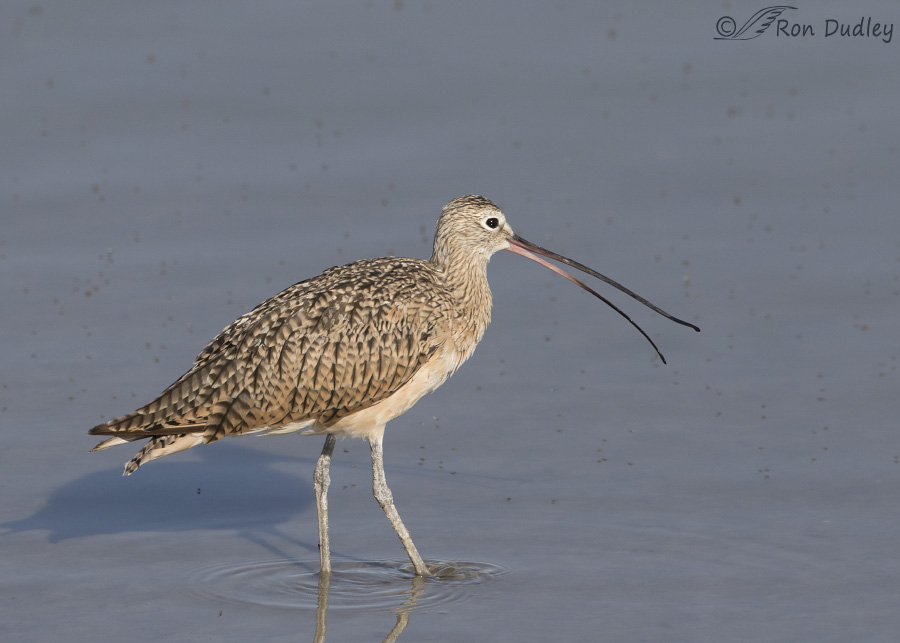 long-billed curlew 1820 ron dudley