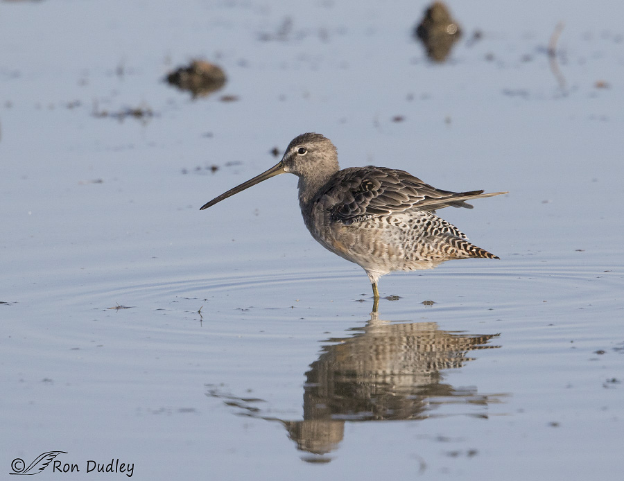 long-billed dowitcher 9333 for susan stone
