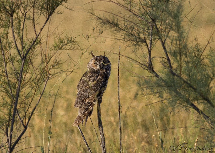 long-eared owl 9062 ron dudley