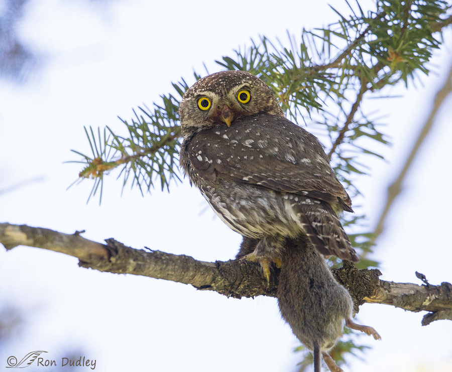 northern pygmy owl 7484b ron dudley