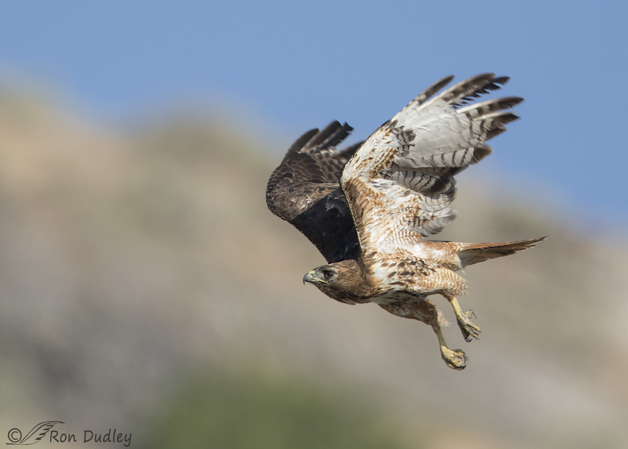 red-tailed hawk 8758 ron dudley