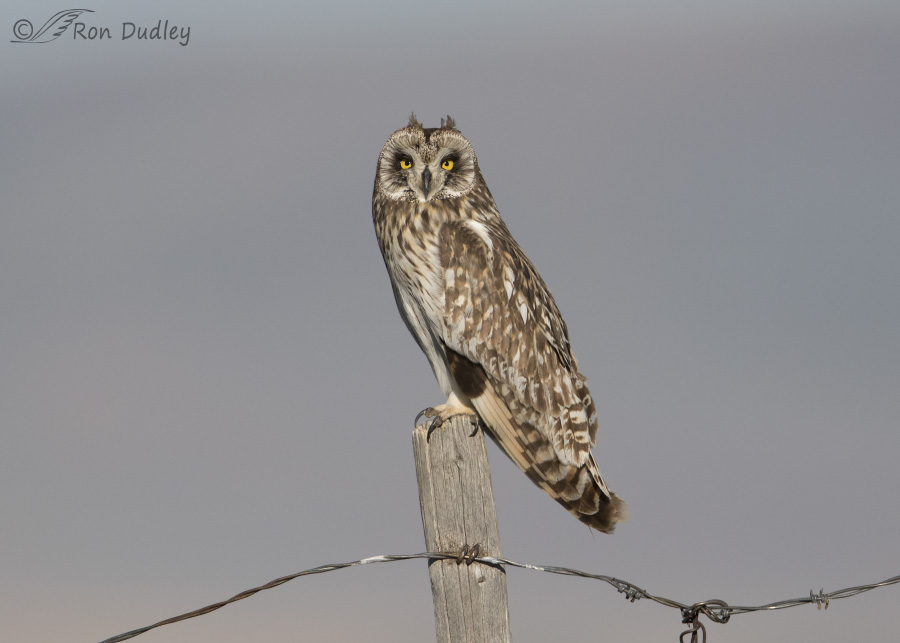 short-eared owl 7940 ron dudley