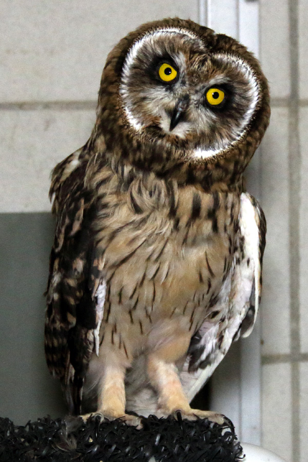 short-eared owl 9060 wrcnu