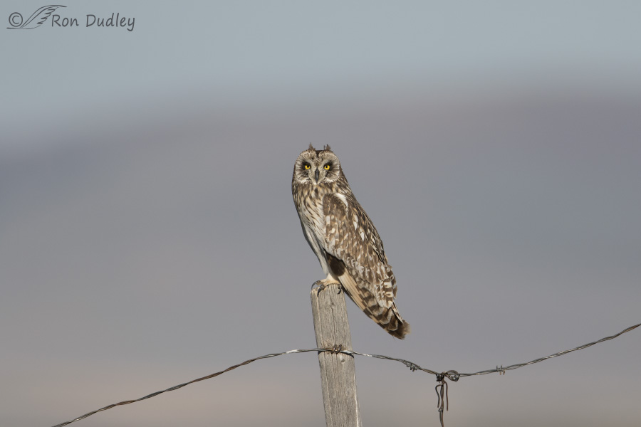 short-eared owl uncropped 7940 ron dudley