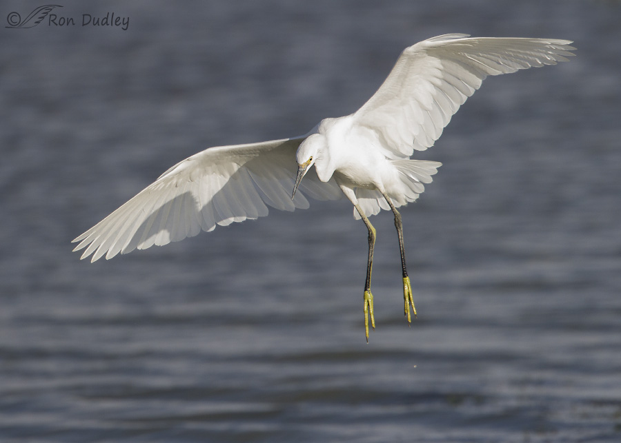 snowy egret 9094 ron dudley