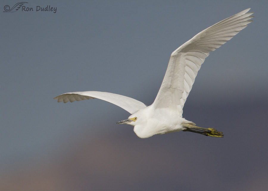 snowy egret 9473 ron dudley