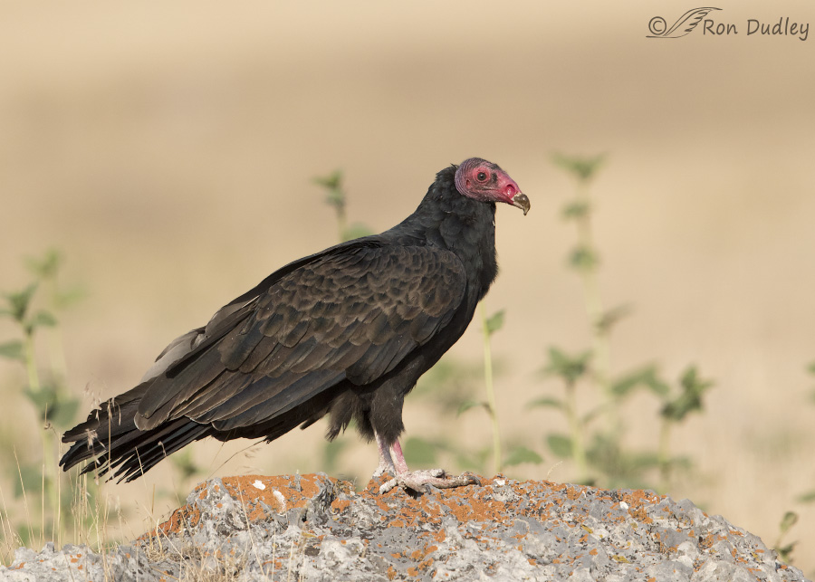 turkey vulture 0721 ron dudley