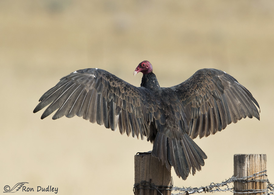 turkey vulture 0944 ron dudley