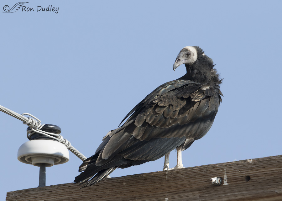 turkey vulture 0981 ron dudley