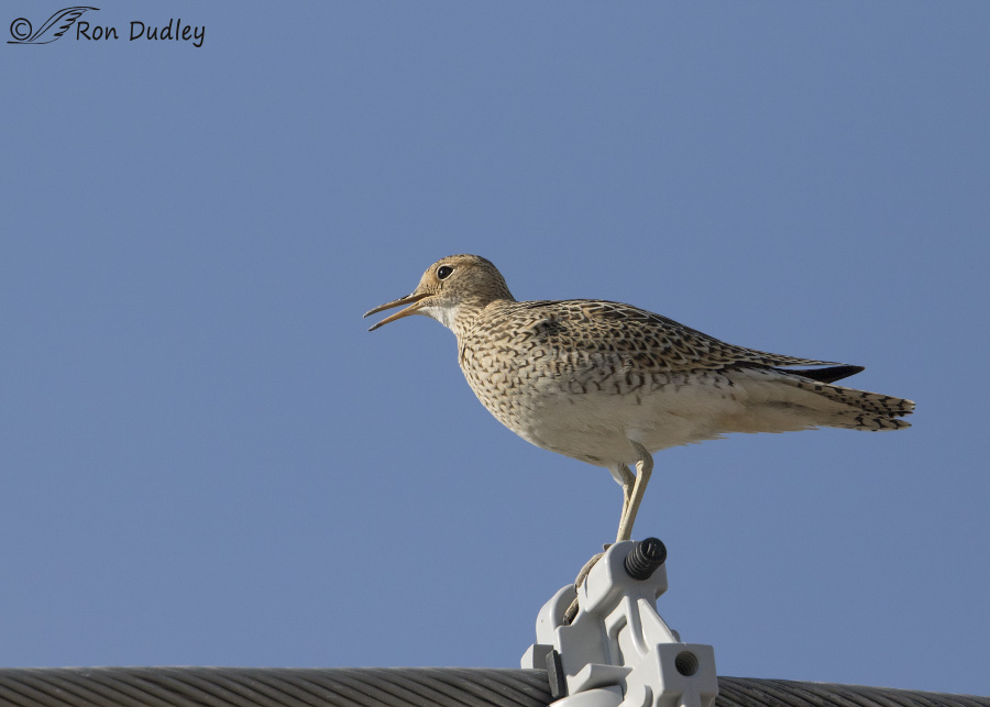 upland sandpiper 2223 ron dudley