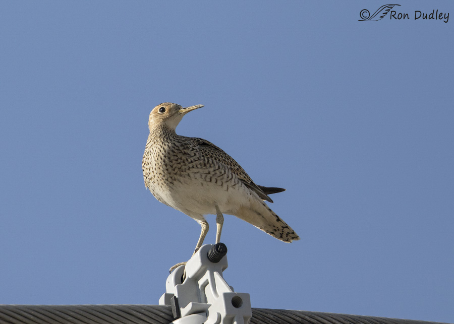 upland sandpiper 2287b ron dudley