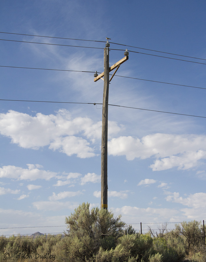 uplanjd sandpiper 1112 ron dudley