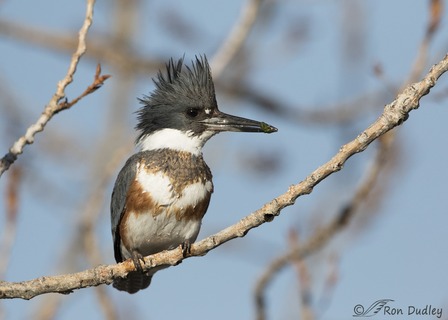 belted-kingfisher-6315b-ron-dudley