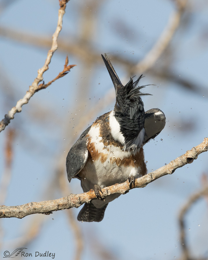 belted-kingfisher-6316b-ron-dudley