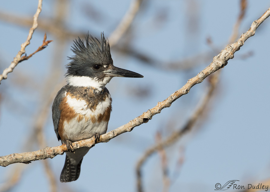 belted-kingfisher-6321b-ron-dudley