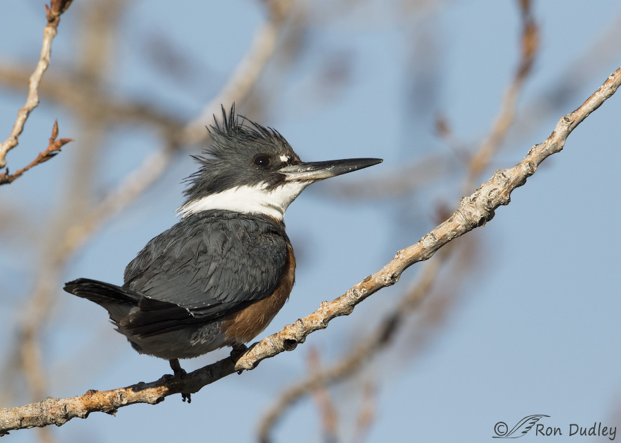 belted-kingfisher-6344b-ron-dudley