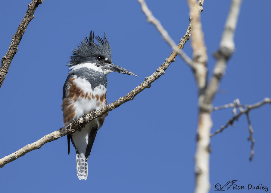 belted-kingfisher-6739-ron-dudley