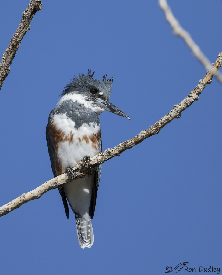belted-kingfisher-6932-ron-dudley